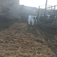 گاوشیری|حیوانات مزرعه|سبزوار, قصبه غربی|دیوار