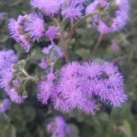 راهنمایی گلهای زیبا