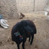 بره قوچ همو