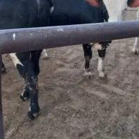 گوساله سیمینتال چاق