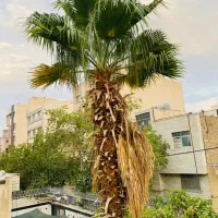 نخل پالم ۱۴ متری