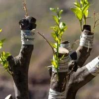 اکیپ پیوند زنی