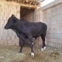 گوساله نر درجه یک