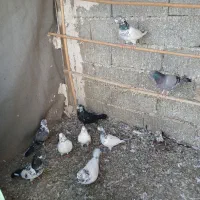 فروش کبوتر