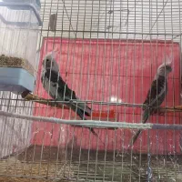 عروس هلندی ابلغ