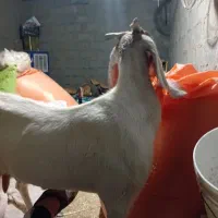 بز دو و مورسیاه
