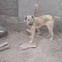 کوچوک یکسال