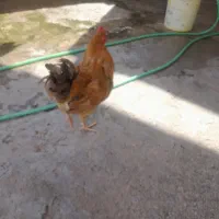 دوعدد خروس به فروش میرسد