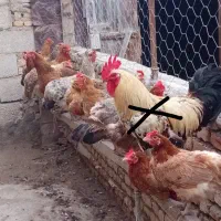 مرغ محلی دونه ای 750 هزار