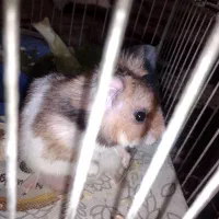 فروش ی جفت همستر نر و ماده بالغ و ی بچه ی ماهه