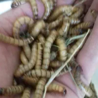 سوپر ورم