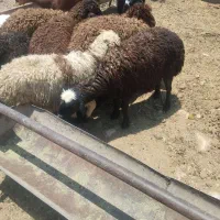 بره
