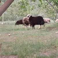 بره نر|حیوانات مزرعه|خرمآباد, |دیوار