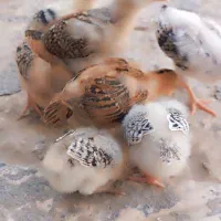 جوجه زیرمرغی