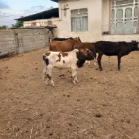 ۸ راس گوساله دورگ محلی گاو