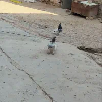 کبوتر کله دار  بشرط