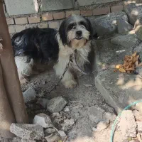 سگ پاکوتاه نر