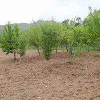 باغ فروشی به متراژ1000متر