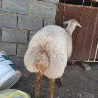 بره قوچی