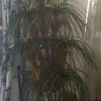 درخت نخل مصنوعی