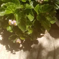 پرورش گل های زینتی