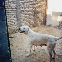 سگ ماده