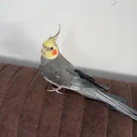 عروس هلندی نر  فروشی