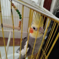 عروس هلندی نربه شرط