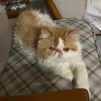 گربه پرشین گمشده