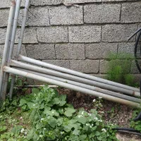 نهال|گل و گیاه طبیعی|کتالم و سادات شهر, |دیوار