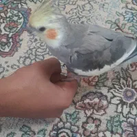 عروس هلندی