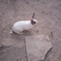 خرگوش اهلی