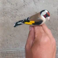 سهره