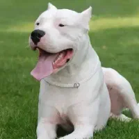 فروش سگ داگو ماده