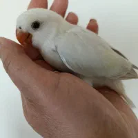 جوجه طوطی بریزیلی