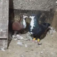 یک جفت کرباتی