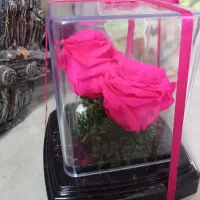رز جاودانه ماندگاری چندین ساله