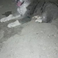 واگزاری توله سگ خراسانی اصلو نصب دار