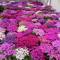 فروش عمده گیاهای فصلی و آپارتمانی ویژه سال نو