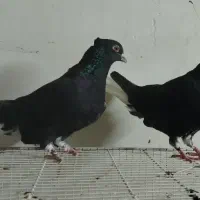 جفت زاغ دمسفید