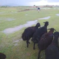 بره نرقوچ سیاه