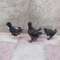نیمچه سلطان 5تا مرغ و یکی خروس سلطان لهستانی