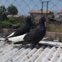 جفت کبوتر زاغ دم سفید بدون غلط