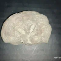 سنگ فسل طبیعی قدمت دار، شماره 4