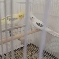 ۸ جفت عروس هلندی کار بشرط ۵ تا جوجه