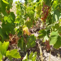 900-متر-باغ-انگور-14-ساله