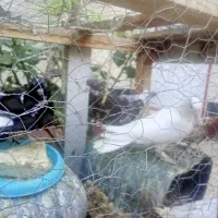۷ عدد کفتر زیر قیمت