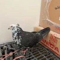 کبوتر