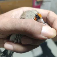 سهره|پرنده|مشهد, رده|دیوار