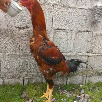 خروس لاری 14ماهه